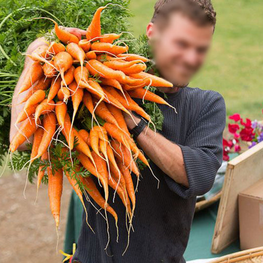 Organic Carrot Seeds Home Garden Pack-Non GMO, Open Pollinated