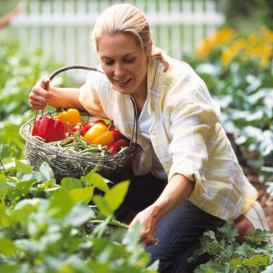 Organic Pepper Seeds Home Garden Pack-Premium, Non-GMO Heirloom Seeds for Outdoor & Indoor Garden